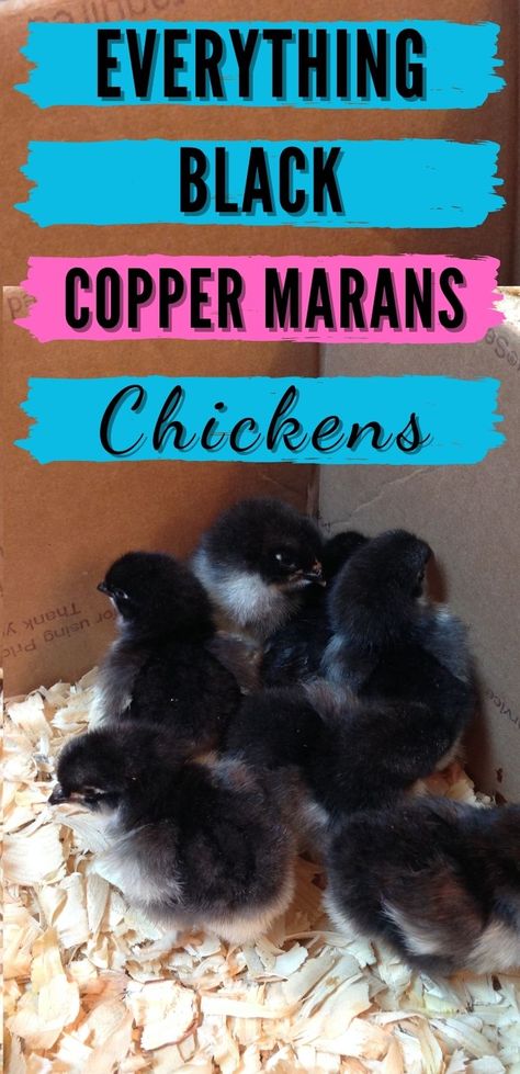 Copper Maran, Maran Chickens, Black Copper Marans, Day Old Chicks, Black Chicks, Fancy Chickens, Black Chickens, Chicken Life, Raising Backyard Chickens