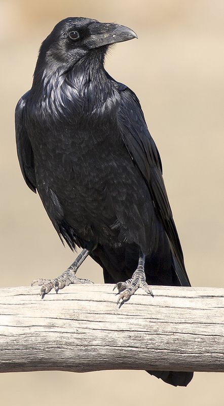 Crow | by xeno_sapien Crow Pictures, Crows Drawing, معرض فني, Petrified Forest National Park, Raven Bird, Crow Bird, Crow Art, Jackdaw, Raven Art