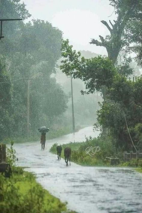 Rain Photography India, Rain Scenery, Rainy Nature, Rainy Photography, Fisher Man, Green Village, Village Photos, Beautiful Scenery Photography, Pool Landscape Design