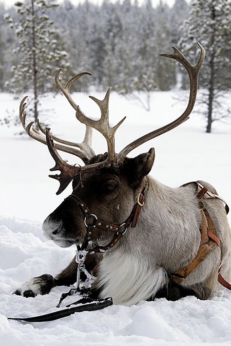 Reindeer, would love to have him as my pet. Mule Deer, Manx, Winter Beauty, Winter Wonder, Backstreet Boys, Winter Scenes, Winter Christmas, Beautiful Creatures, Antlers