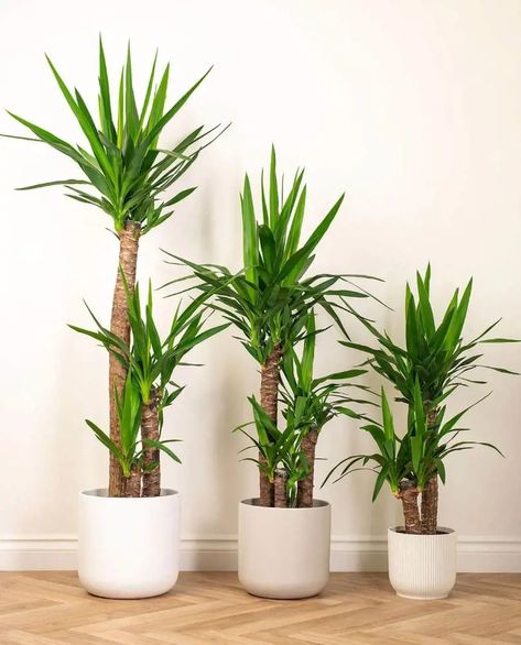 Yucca Plant Care and Maintenance Tips Yucca Elephantipes Indoor Care, Yuca Plant Outdoor, Yucca Plant Care, Soft Leaf Yucca, Beaked Yucca, Yucca Root, Yucca Plant, House Plant, The Plant