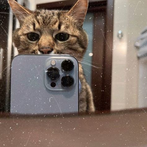 Cat Holding Phone, Cat On Phone, Cat With Phone, Iphone Selfie, Cats Photos, Phone Humor, Cat Iphone, Cats Iphone, Cute Cats Photos