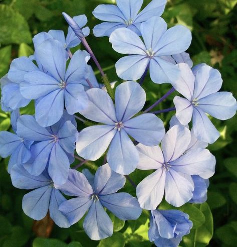 Snow Flower, Kind Of Blue, Simple Object, Nothing But Flowers, Blue Garden, Flower Therapy, Beautiful Flowers Pictures, Types Of Flowers, Flower Pictures