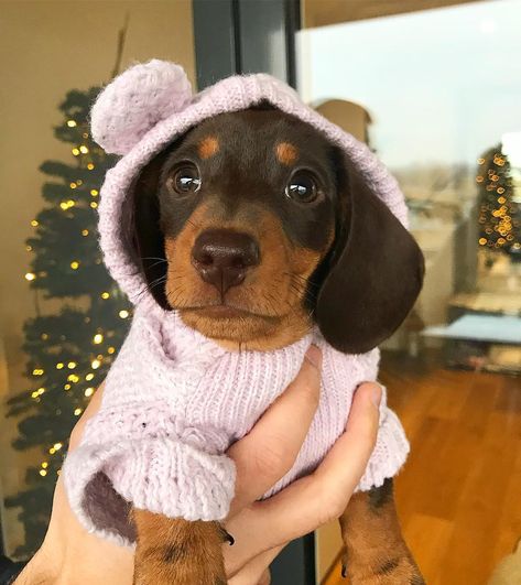 Dachshund Puppy Aesthetic, Dachshund Dog Aesthetic, Dashchund Puppy Aesthetic, Dachshund Astethic, Fluffy Daushound, Daschund Puppies, Dachshund Puppies, Pastel Pink Aesthetic, Matilda