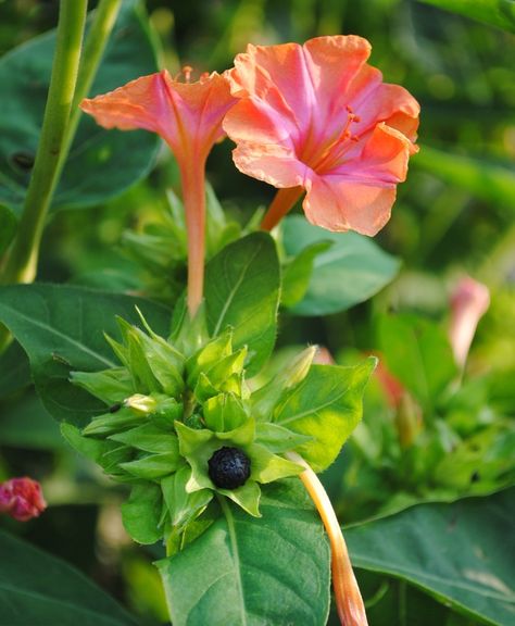 Mirabilis jalapa Mirabilis Jalapa, Clock Flower, Bean Seeds, Four O Clock, Pink Star, Plant Species, Floral Garden, Salmon Pink, Flower Lover