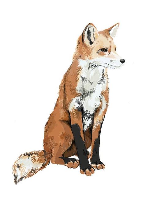 7 – Design Culture Ruth Brown, Fox Sitting, Fuchs Baby, Illustration Tumblr, Tumblr Illustration, Fox Artwork, Art Fox, Fox Drawing, Woodland Animal Prints