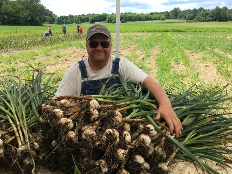 Harvesting Garlic - Keene Garlic Curing Garlic, When To Harvest Garlic, Wisconsin Garden, Harvest Garlic, Garlic Harvest, Spring Garlic, Hardneck Garlic, Grow Garlic, Harvesting Garlic