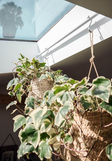 Hanging Plants From Skylights, Skylight Garden Indoor, Sky Light Plants, Hanging Plants In Skylight, Skylight Hanging Plants, Skylight With Plants, Bathroom Skylight Plants, Skylight Plant Ideas, Skylight Decoration Ideas