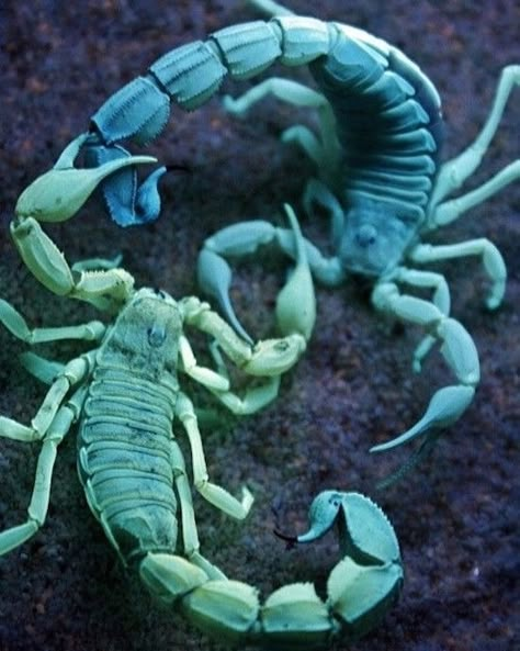 full of scorpions is my mind Green Animals, A Bug's Life, Creepy Crawlies, Arthropods, Arachnids, Bugs And Insects, Animal Tattoos, On The Ground, Amphibians