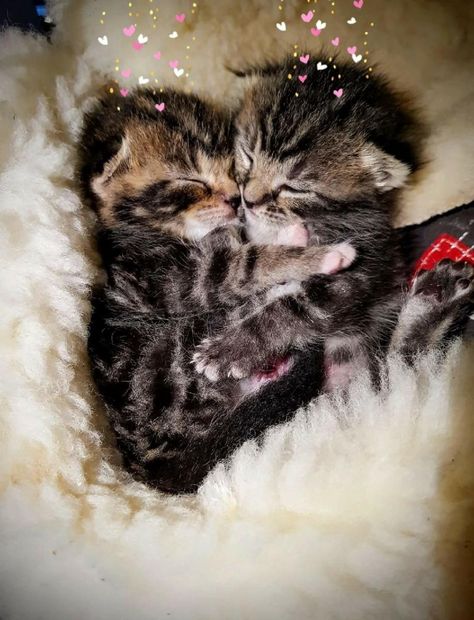 Tiny Kittens, Most Popular Cat Breeds, Beautiful Cats Pictures, Kitten Images, World Cat, Cute Small Animals, Foster Kittens, Image Chat, Kitten Rescue