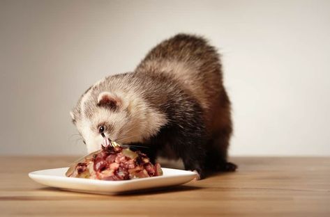 Foods Your Ferret Should Avoid What Do Ferrets Eat, Ferret Diet, Ferrets Care, Cute Ferrets, Kitten Food, Raw Food Diet, Human Food, Wet Cat Food, Funny Animal Pictures