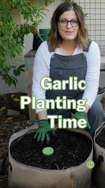 Angela Judd on Instagram: "It’s Garlic Planting Time! • Garlic grows best in loose, well-draining soil. • Amend the planting area with compost and a balanced organic fertilizer. • Break apart the bulbs and soak in a solution of fish and kelp fertilizer and baking soda (1 T of each per gallon of water) for at least 8 and up to 24 hours. (The baking soda has antibacterial benefits, and the fertilizer stimulates growth.) • Plant cloves 2-3” deep and 4-6” apart. • Mulch planting area well, e Garlic Planting, Growth Plant, Growing Garlic, Grow Bags, Gallon Of Water, Organic Fertilizer, Water Well, Grow Your Own Food, Mulch