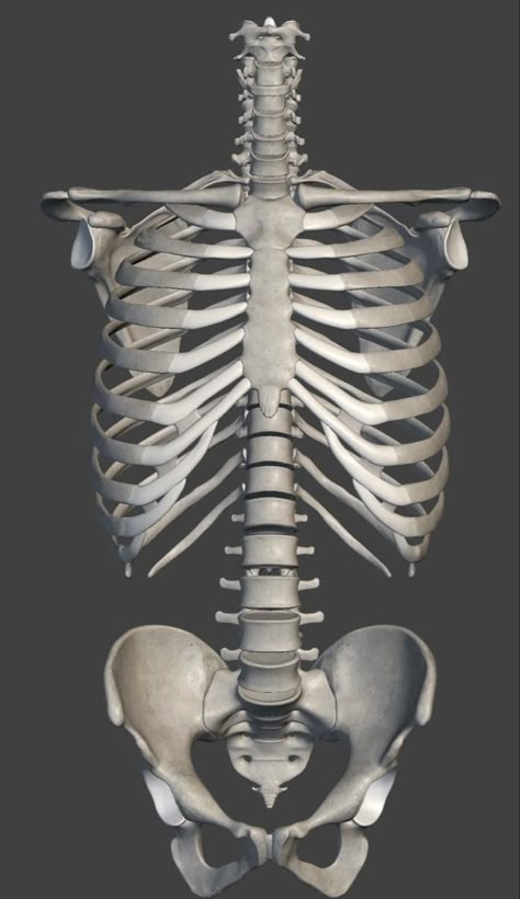 Skeleton Torso Reference, Skeletal Art, Human Skeleton Anatomy, Human Anatomy Reference, Skull Anatomy, Anatomy Bones, Skull Reference, Skeleton Anatomy, Skeleton Drawings