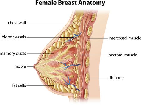 Exercises To Reduce Breast Size, Clinical Anatomy, Breast Anatomy, Cardio For Fat Loss, Types Of Cardio, Anatomy Physiology, Reduction Surgery, Pectoral Muscles, Workout List