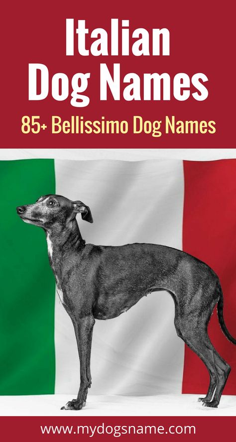 Looking for dog names? You will love these 85+ Italian dog names that are completely bellissimo! Italian Dog Names, Dog Training Hand Signals, Italian Dogs, Dog Training Barking, Greyhound Dog, Dog Facts, Grey Hound Dog, Favorite Animals, Lhasa Apso