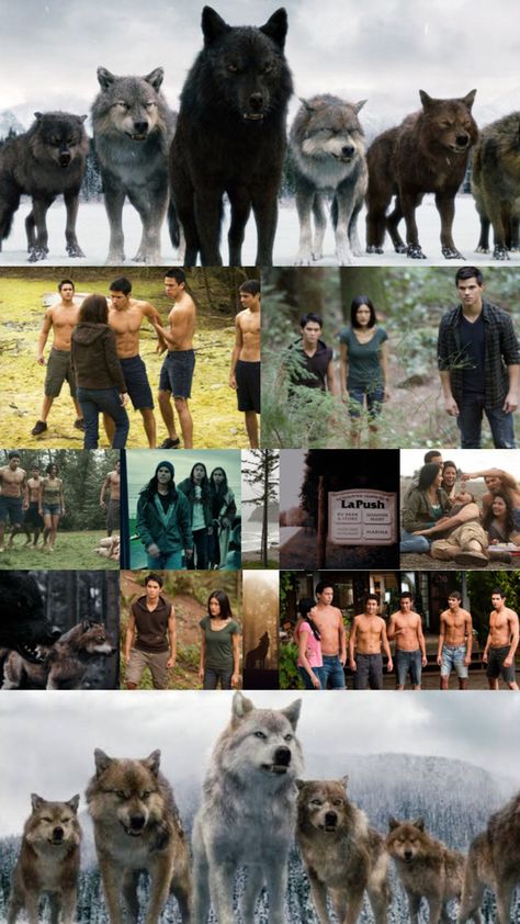 Twilight Wolf Pack, Sam Uley, Jacob Black Twilight, Twilight Jacob, Twilight Wolf, Pictures For Wall, Twilight Photos, Twilight Film, Vampires And Werewolves