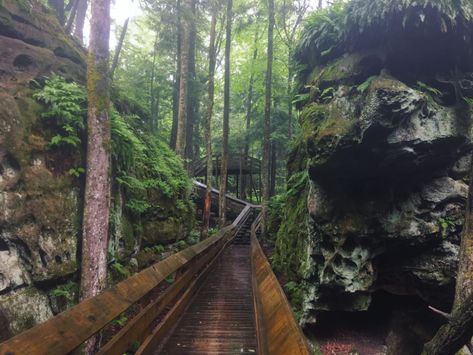 You won't believe the sights you'll see on this magical boardwalk hike. West Virginia Hiking, West Virginia Vacation, West Virginia Mountains, West Va, West Virginia Travel, Virginia Vacation, Scenic Road Trip, Virginia Travel, On The Road Again