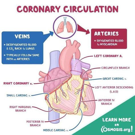 Coronary Circulation #medschool #doctor #medicalstudent - Image Credits: SL Wms Coronary Circulation Flow Chart, Cardiac Pathology, Cardiology Notes, Coronary Circulation, Cardiothoracic Surgery, Nursing School Essential, Medicine Notes, Basic Anatomy And Physiology, Nurse Study Notes