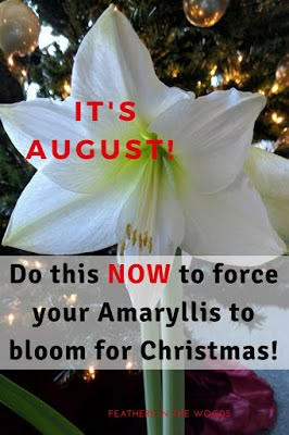 Amaryllis Care, Gardening Raised Beds, Amaryllis Plant, Orchid Plant Care, Winter Gardening, Vegetable Plants, Amaryllis Flowers, Sunny Window, Compost Tea