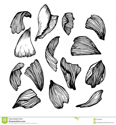 Rose Petals Drawing, Falling Drawing, Botanical Line Drawing, Beautiful Flower Drawings, Alice In Wonderland Theme, Hand Drawn Vector Illustrations, Rose Leaves, Floral Illustration, Plant Drawing