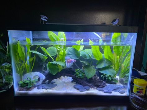 White Sand Fish Tank, 3 Gallon Fish Tank Ideas, 5 Gallon Fish Tank Ideas, Betta Sorority Tanks, Natural Fish Tank Ideas, 10 Gallon Fish Tank Ideas, Sand Fish Tank, 3 Gallon Fish Tank, Fish Tank Aesthetic