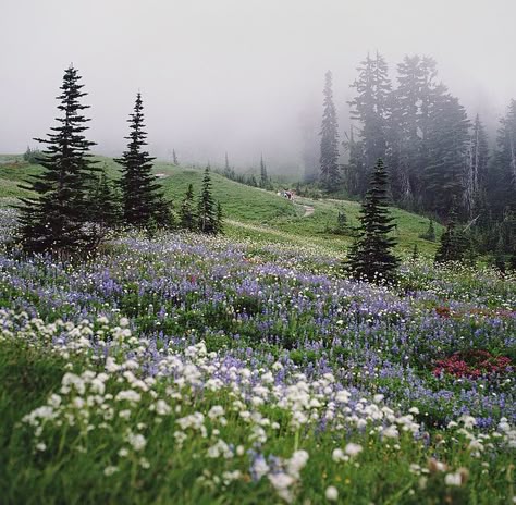 Mt Ranier the wildflower tapestry  Danielle Hughson 숲 사진, Beautiful Scenes, Howls Moving Castle, Nature Aesthetic, Pretty Places, Green Aesthetic, In The Mountains, Mother Earth, Pretty Pictures