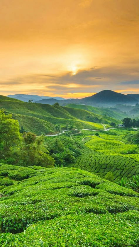 Urban Jungle Background, Jungle Pictures, Greenery Wallpaper, Jungle Images, Tea Packaging Design, Aesthetic View, Village Photos, Tea Estate, Cameron Highlands