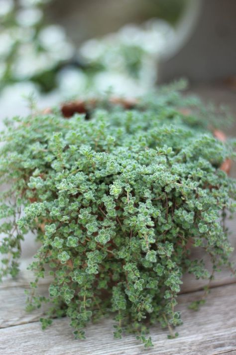 Woolly Thyme, Wooly Thyme, Mediterranean Garden, Dream Garden, Landscape Architecture, Thyme, Garden Landscaping, Perennials, Herbs