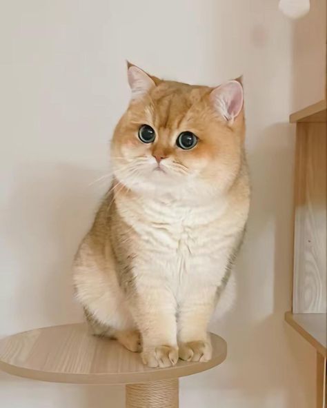 Short Hair British Cat, British Short Haired Cat, White British Shorthair, Bsh Cat, Cute Cat White, Cat Haircut, Cat Pfps, Cat Pretty, Dog Nature