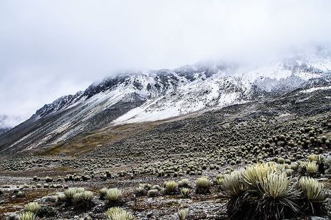 Power Of Darkness, Alpine Tundra, Arctic Tundra, Tree Growth, Physical Geography, Dnd Campaign, Biome, Wild Things, Flora Fauna