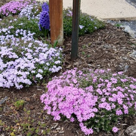 How to Plant Creeping Phlox for Gorgeous Ground Cover Garden Phlox In Landscape, Creeping Phlox Landscaping, Creeping Phlox Ideas, Creeping Phlox Ground Cover, Ground Cover Lawn, Phlox Ground Cover, Best Ground Cover Plants, Garden Perennials, Landscaping A Slope