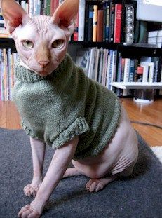 Hairless Animals, Elf Cat, Sphynx Cat Clothes, Sphinx Cat, Animal Sweater, Dream's Cat, Knitted Cat, Striped Cat, Gorgeous Cats