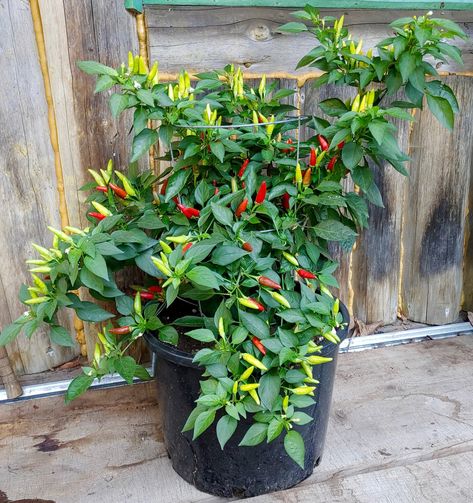 Thai Birds Eye Chili Pepper Seeds Capsicum Annuum | Etsy Chili Plant, Thai Chili Peppers, Growing Hot Pepper, Thai Peppers, Birds Eye Chili, Seed Starting Soil, Thai Chili Pepper, Thai Chili, Capsicum Annuum