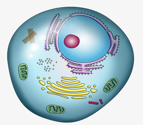 Cell Membrane, Cartoon Drawing, Png Transparent Background, Png Images, Color