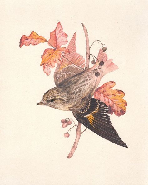 Teagan White (@teaganwh) • Instagram photos and videos Teagan White Illustration, Pine Siskin, Teagan White, Backyard Animals, Painting Exhibition, Siskin, Cottagecore Art, Animal Illustration Art, Painting Wood