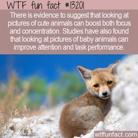 Weird Animal Facts, Fox Facts, Human Element, Strange Animals, Fun Facts About Animals, Facts Funny, Gift Jar, Crazy Facts, Baby Animals Pictures