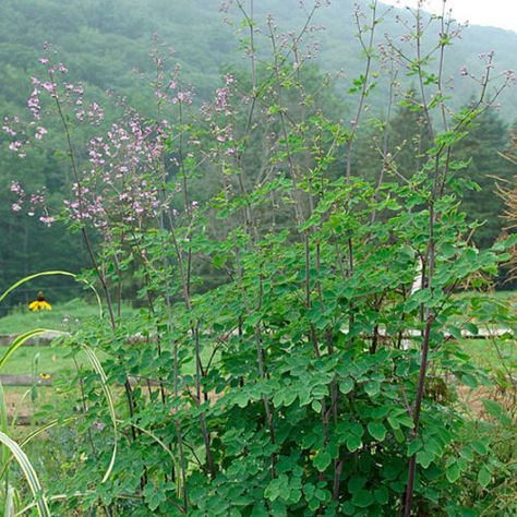 ‘Lavender Mist’ meadow rue - FineGardening Thalictrum Delavayi, Fern Garden, Ferns Garden, Lavender Mist, Blooming Trees, Shade Flowers, Meadow Rue, Fine Gardening, Beautiful Plants