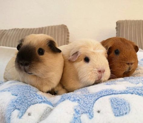 Ginypigs Pets, Guine Pig, Silly Animal Pictures, Pet Guinea Pigs, Cute Guinea Pigs, Cute Animals Puppies, Cute Piggies, Pet Pigs