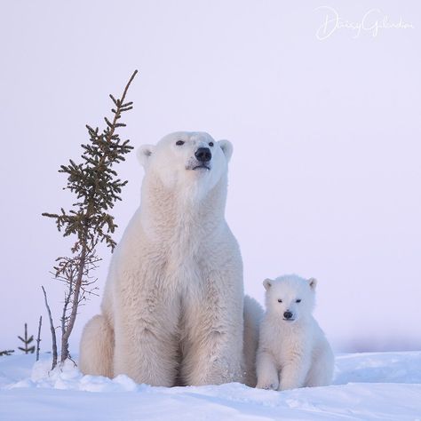 Nat Geo WILD on Instagram: “Photo by @daisygilardini | Female polar bear reach sexual maturity between 4- and 5-years-old. Males reach maturity later, and begin mating…” Baby Polar Bears, Cute Polar Bear, Evening Light, Bear Pictures, Winter Animals, Beautiful Evening, Bear Cubs, Polar Bears, Grizzly Bear