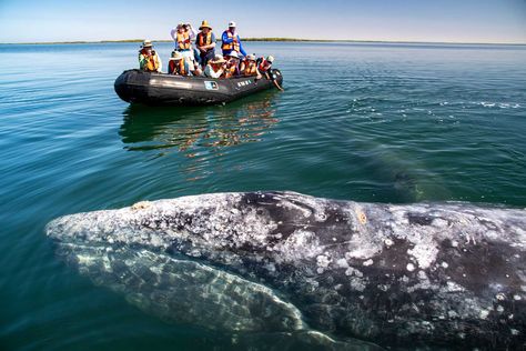 Beach Biking, Ocean Kayaking, Whale Watching Cruise, Baja California Sur, Adventures By Disney, Galapagos Islands, San Lucas, Whale Watching, Vacation Ideas