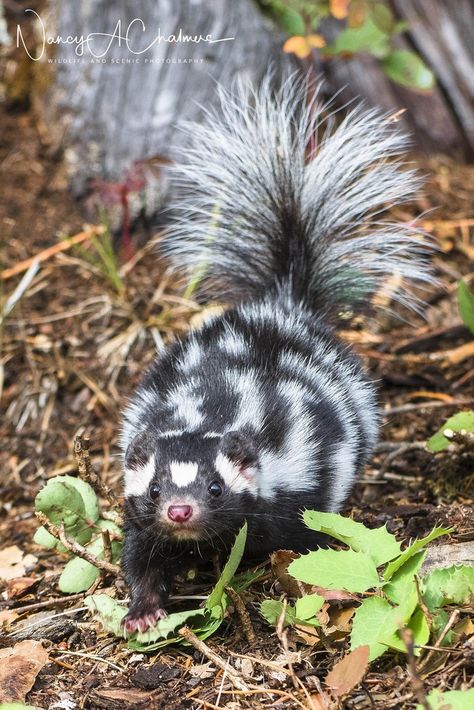 Spotted Skunk Skunk Fursona, Skunk Aesthetic, Spotted Skunk, Baby Animals Cute, Baby Skunks, Baby Cubs, North American Wildlife, Animals Cute, Rare Animals