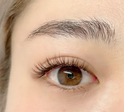 Asian Classic Lash Extensions, Lash Extensions Styles Natural Asian, Classic Eyelash Extensions Asian Eyes, Natural Eyelash Extensions Asian Eyes, Doll Eye Lash Extensions Asian, Natural Asian Eyelash Extensions, Asian Lash Lift, Natural Asian Lash Extensions, Asian Eyelash Extensions Styles