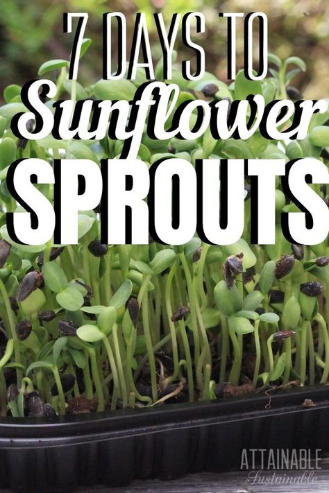 Sprout Sunflower Seeds, Sunflower Sprouts Recipes, Sunflower Farming, Sunflower Microgreens, Sprouted Seeds, Sunflower Sprouts, Microgreens Recipe, Growing Sprouts, Growing Sunflowers