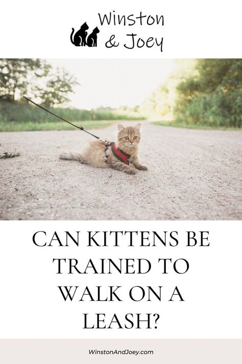 Can Kittens Be Trained to Walk on a Leash? Training Kittens, Cat On A Leash, Training A Kitten, Cat Leash, Leash Training, Cat Training, Common Questions, Cat Walk, Cat Health