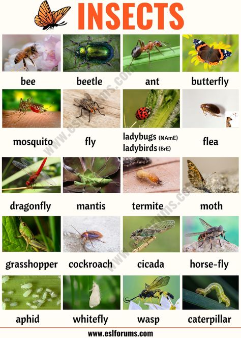 Parts Of A Cow, Animals Name With Picture, Z Worksheet, List Of Insects, Animals Name List, Wild Animals List, Caterpillar Insect, Vegetable Chart, Insects Names