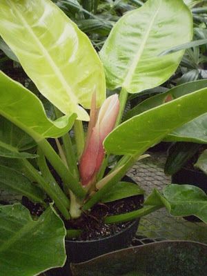 Plants are the Strangest People: Random plant event: Philodendron 'Moonlight' flowers Moonlight Flowers, Philodendron Moonlight, Plant Diy, Diy Plants, Crazy People, Green Plants, Planting Flowers, Plants, Flowers