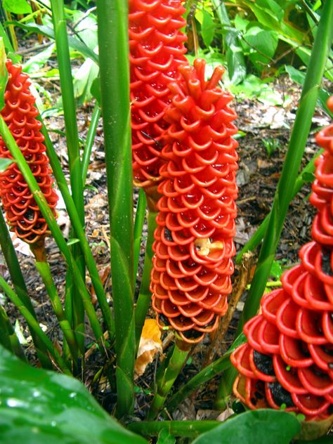 The rain continues, but there are some beautiful flowering gingers in the Gardens.  This native Crepe Ginger is very unco-operative, the whi... Beehive Ginger, Ginger Plant, Strange Flowers, Unusual Plants, Unusual Flowers, Rare Flowers, Unique Flowers, Exotic Plants, Rare Plants