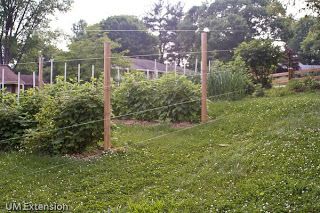 Grow It Eat It: Fishing line deer fence Garden Fence Diy, Fence Diy, Raspberry Plants, Diy Garden Fence, Deer Fence, Electric Fence, Power System, Garden Borders, Glass Garden