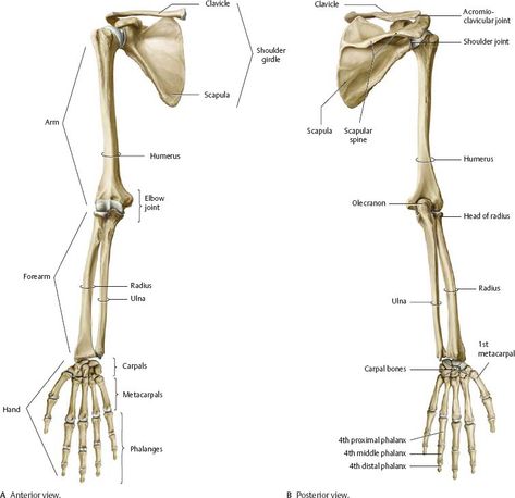 Anatomy Of Bones, Upper Limb Anatomy, Limb Anatomy, Thoracic Cage, Anatomy Videos, Loose Connective Tissue, Skeleton Muscles, Anatomy Education, Arm Anatomy