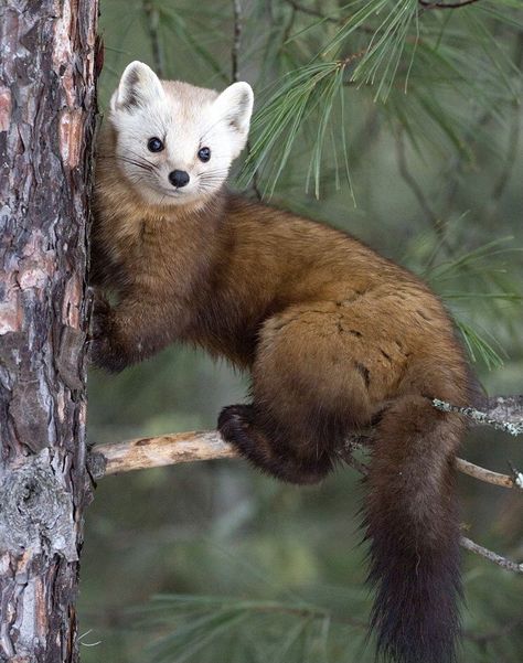 American Pine Marten (Martes americana) Pine Martens, American Marten, Pine Marten, Popular Images, Cute Ferrets, Amazing Animal Pictures, Cute Wild Animals, Wildlife Animals, Woodland Creatures